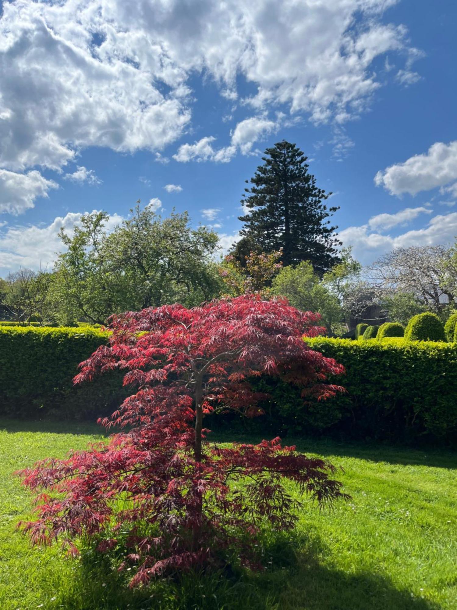 Araucaria House Konuk evi Barreiros Dış mekan fotoğraf